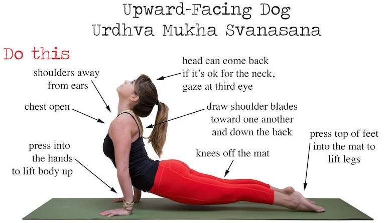 Upward-Facing Dog Urdhva Mukha Svanasana